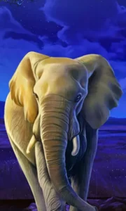 African Elephant